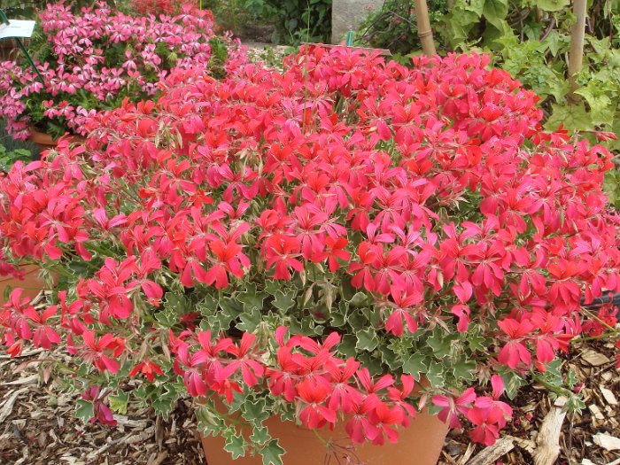 Pelargonium 'Evka' (2)